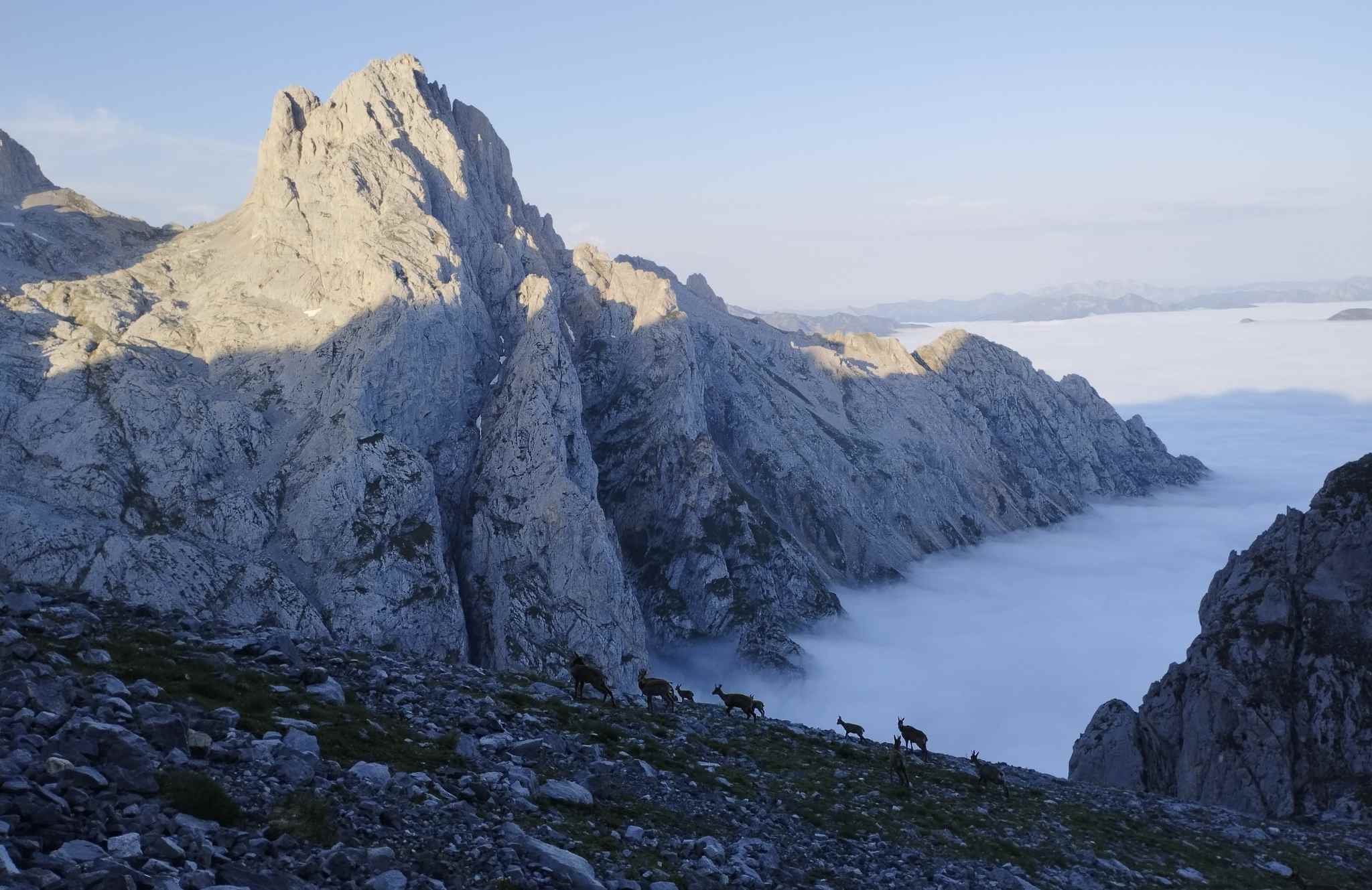 Anillo de picos. Ananda Liébana