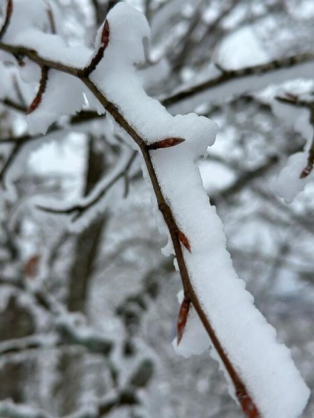 RAQUETAS DE NIEVE